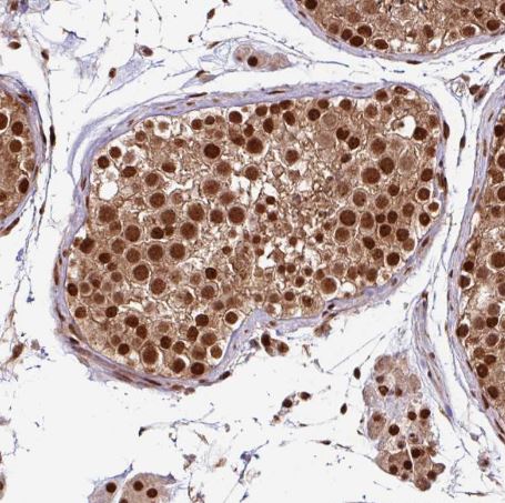 MORF4L2 Antibody