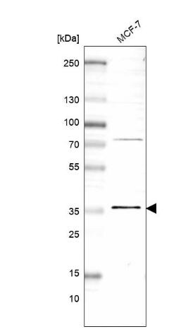 MORF4L2 Antibody