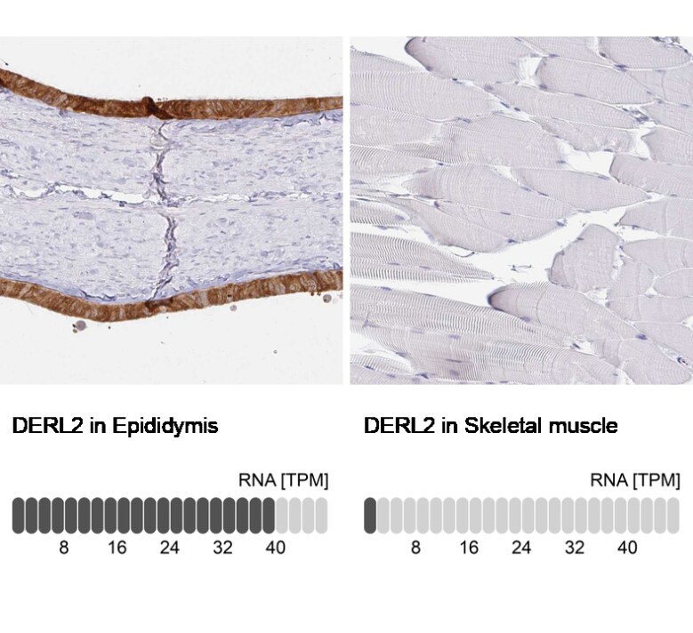 Derlin-2 Antibody - BSA Free