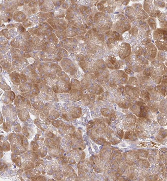 Derlin-2 Antibody - BSA Free