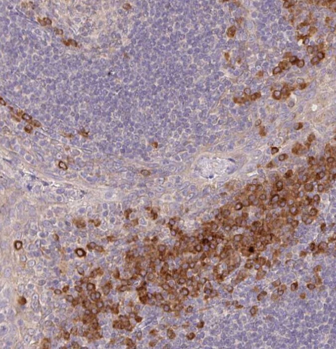 Derlin-2 Antibody - BSA Free