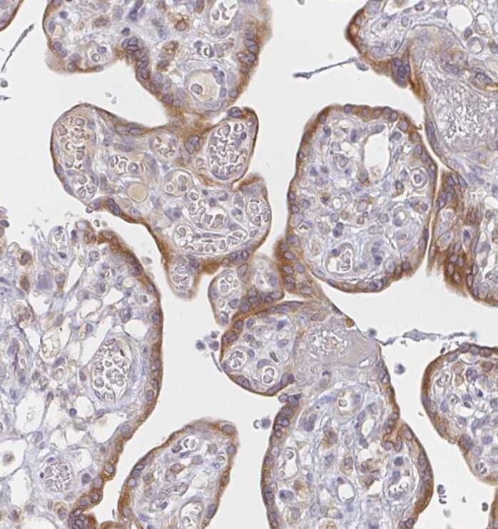 Derlin-2 Antibody - BSA Free