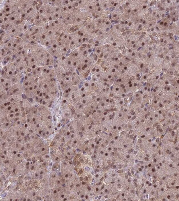 DEAF1 Antibody - BSA Free