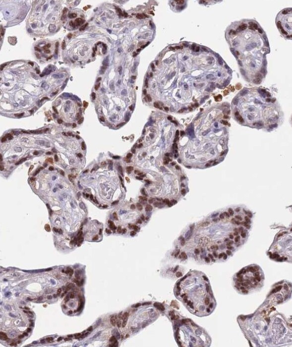 DEAF1 Antibody - BSA Free