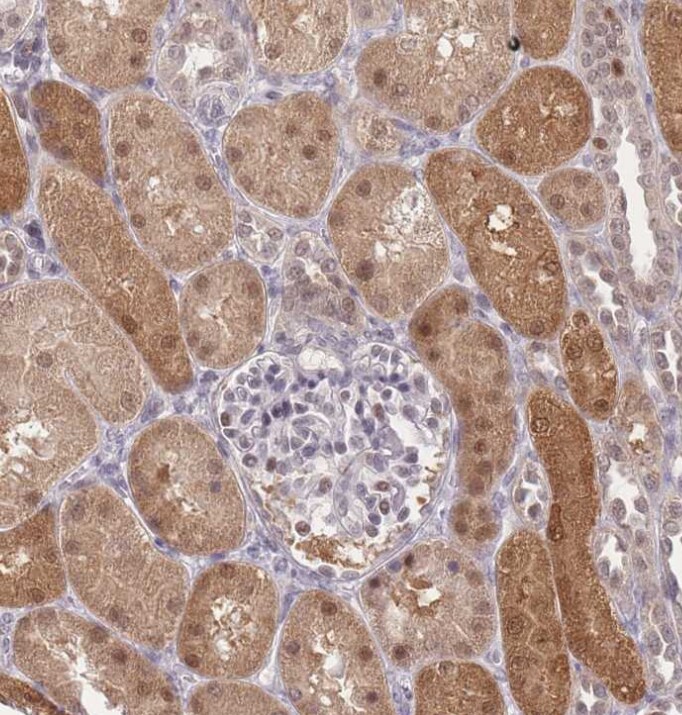 DEAF1 Antibody - BSA Free