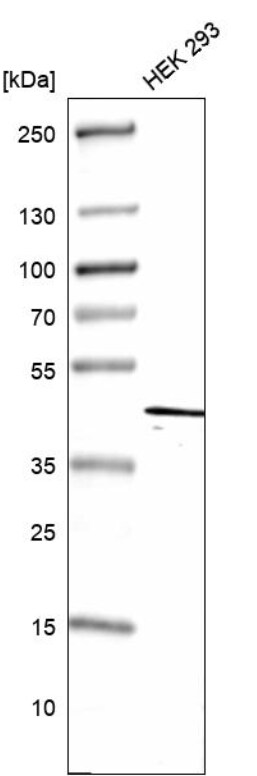 DEAF1 Antibody - BSA Free