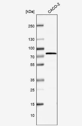 TRAP1 Antibody