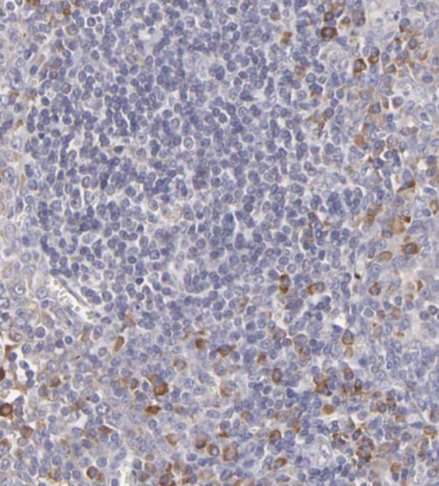 Calreticulin Antibody - BSA Free