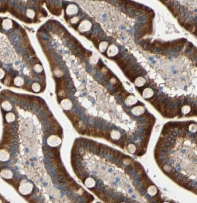 FAM213A Antibody - BSA Free