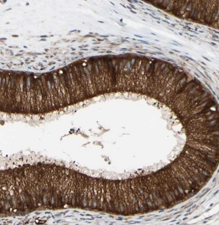 FAM213A Antibody - BSA Free