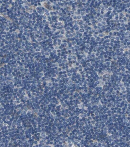 FAM213A Antibody - BSA Free