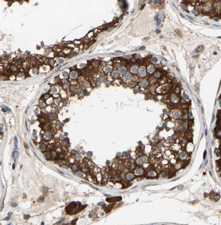 FAM213A Antibody - BSA Free