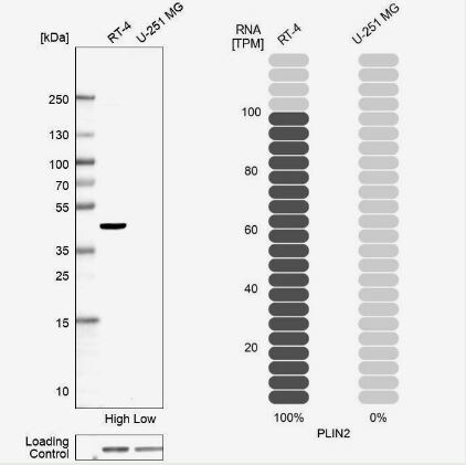 Perilipin-2/ADFP Antibody