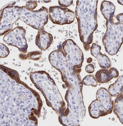 EBI3 Antibody