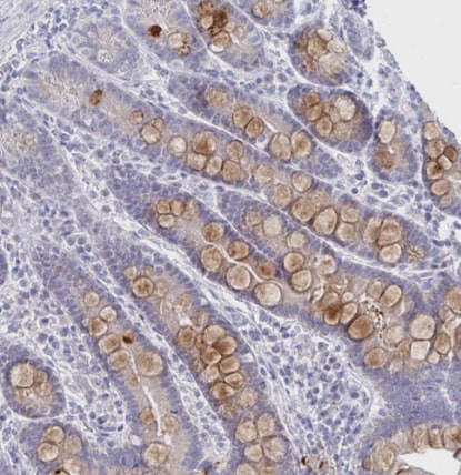 EBI3 Antibody