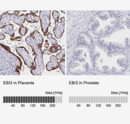 EBI3 Antibody