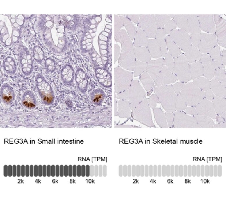 Reg3A Antibody - BSA Free