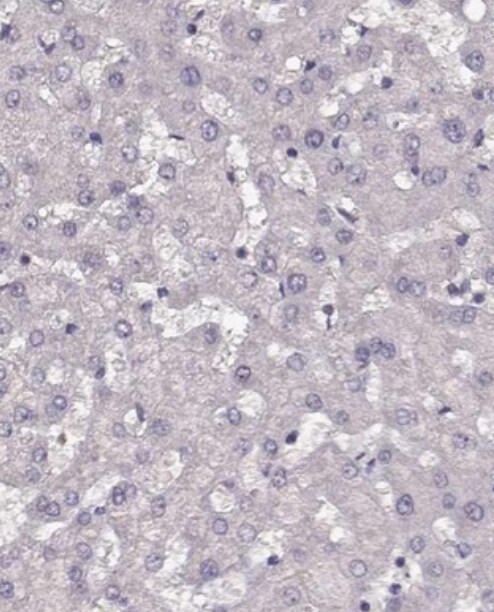 R9AP Antibody - BSA Free