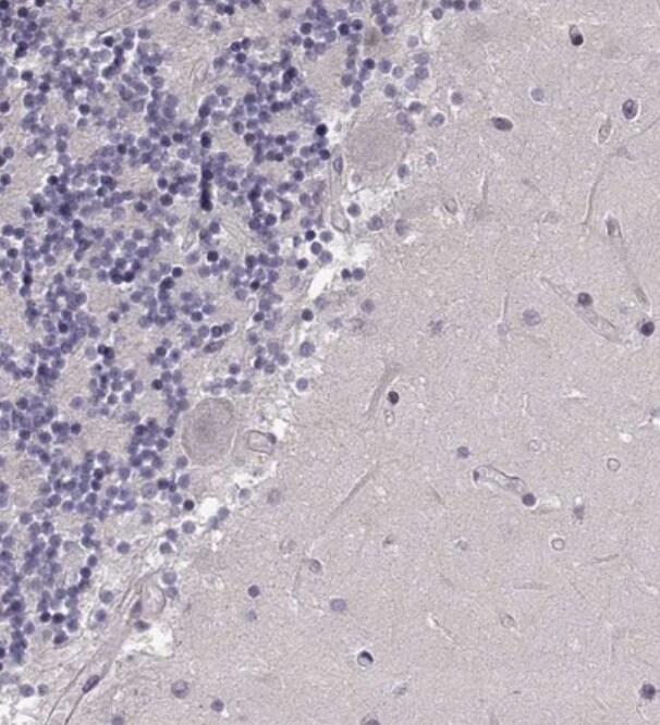 R9AP Antibody - BSA Free