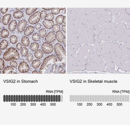 VSIG2 Antibody