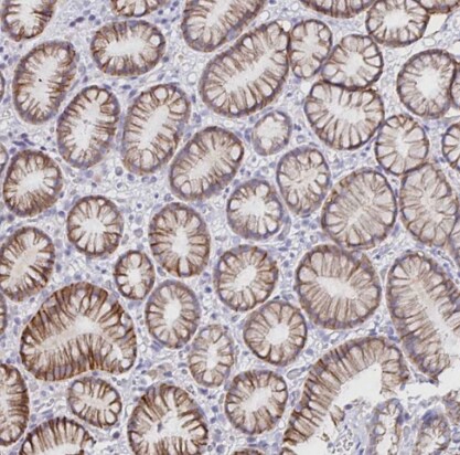 VSIG2 Antibody