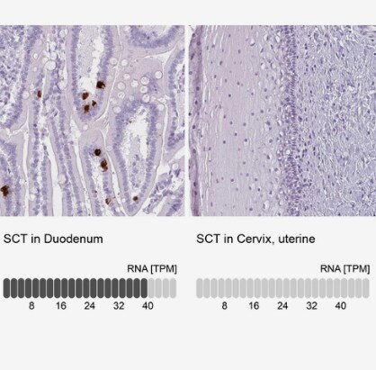 Secretin Antibody - BSA Free
