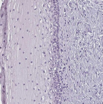 Secretin Antibody - BSA Free