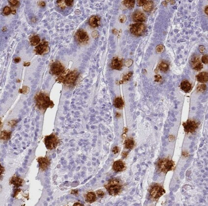 CLCA1 Antibody