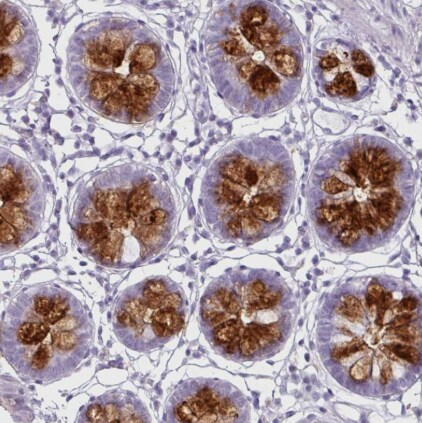 CLCA1 Antibody