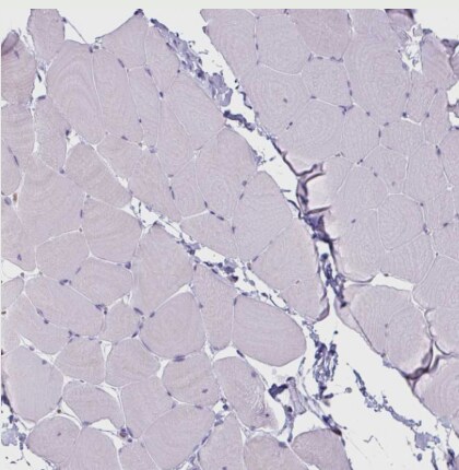 CLCA1 Antibody