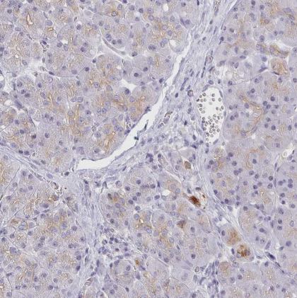 RhoV Antibody