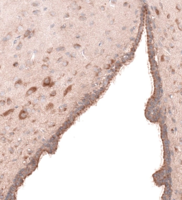 FOCAD Antibody - BSA Free