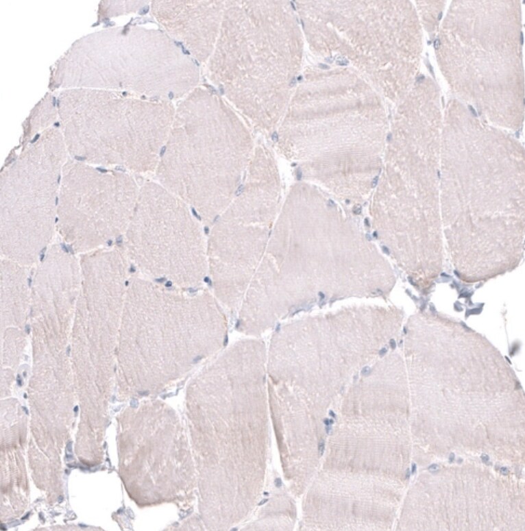 FOCAD Antibody - BSA Free