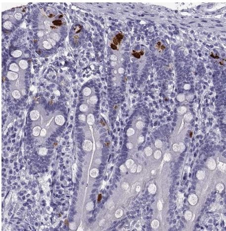 PCSK1N Antibody