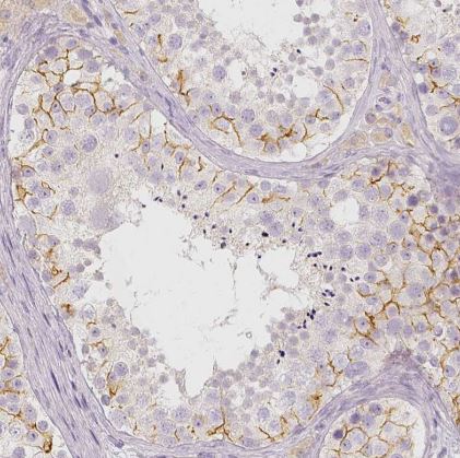 BATF Antibody