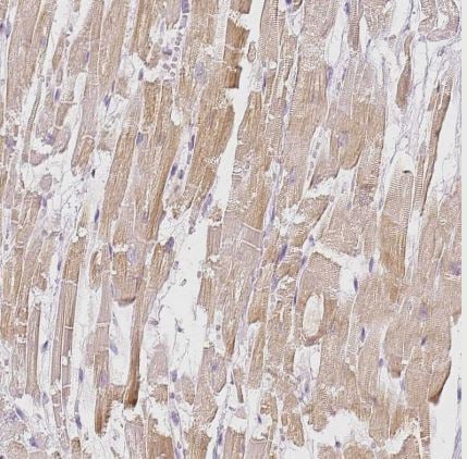 BATF Antibody