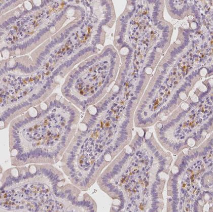 BATF Antibody