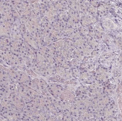 BATF Antibody