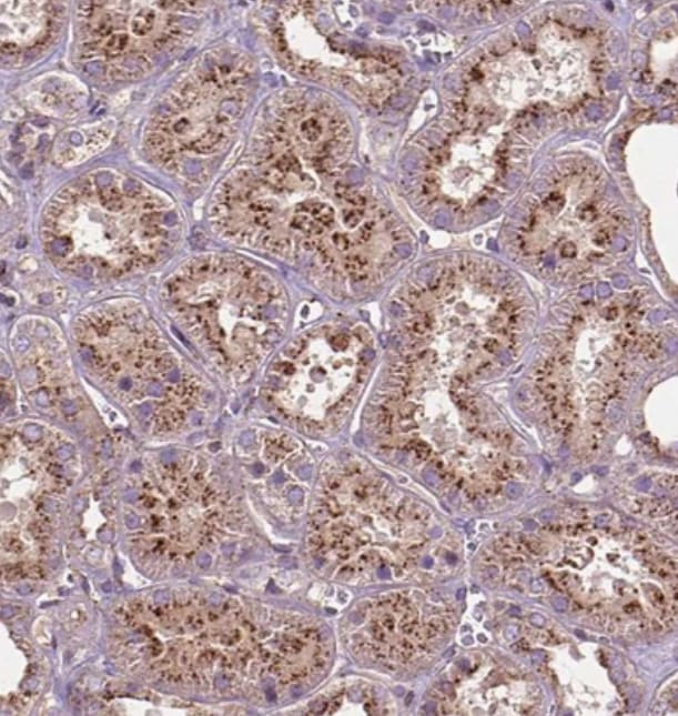CHMP4A Antibody - BSA Free