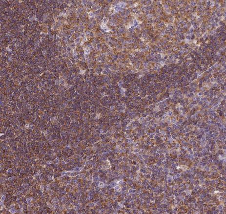 SHIP Antibody