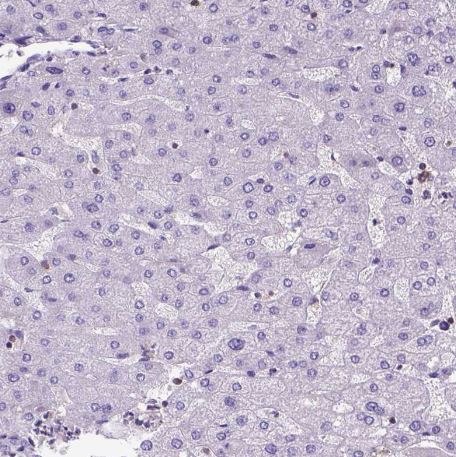 SHIP Antibody