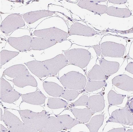 SHIP Antibody