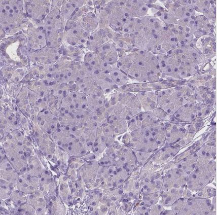 CD84/SLAMF5 Antibody