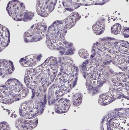 CD84/SLAMF5 Antibody