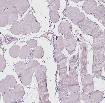 CD84/SLAMF5 Antibody