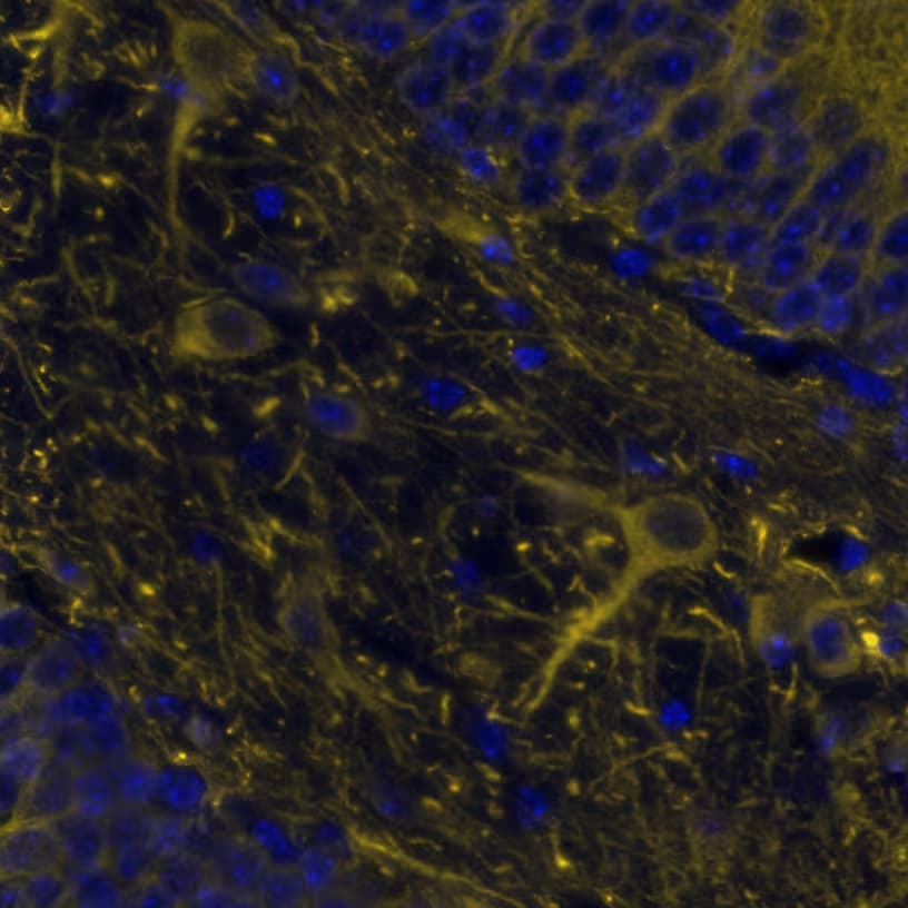 MAP2 Antibody (2C4) - BSA Free