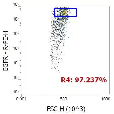 EGFR Antibody (DH8.3) - EGFRvIII, Mutant - BSA Free
