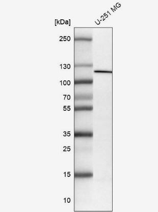 NLRP3/NALP3 Antibody (CL0210)