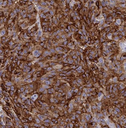 Syntaxin 7 Antibody (CL0257)