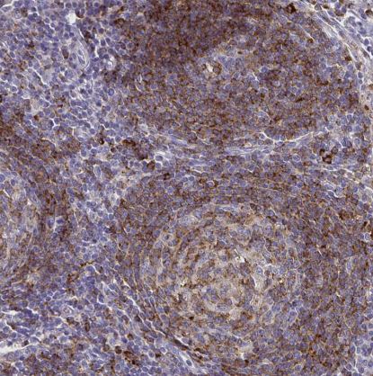 Syntaxin 7 Antibody (CL0257)